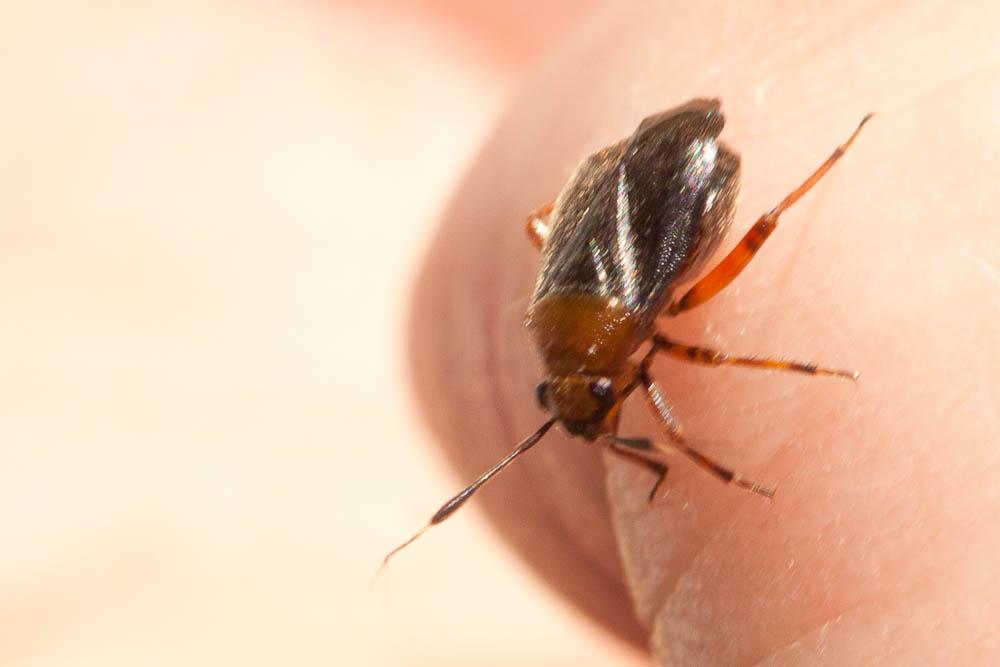  Capsus ater (Linnaeus, 1758)