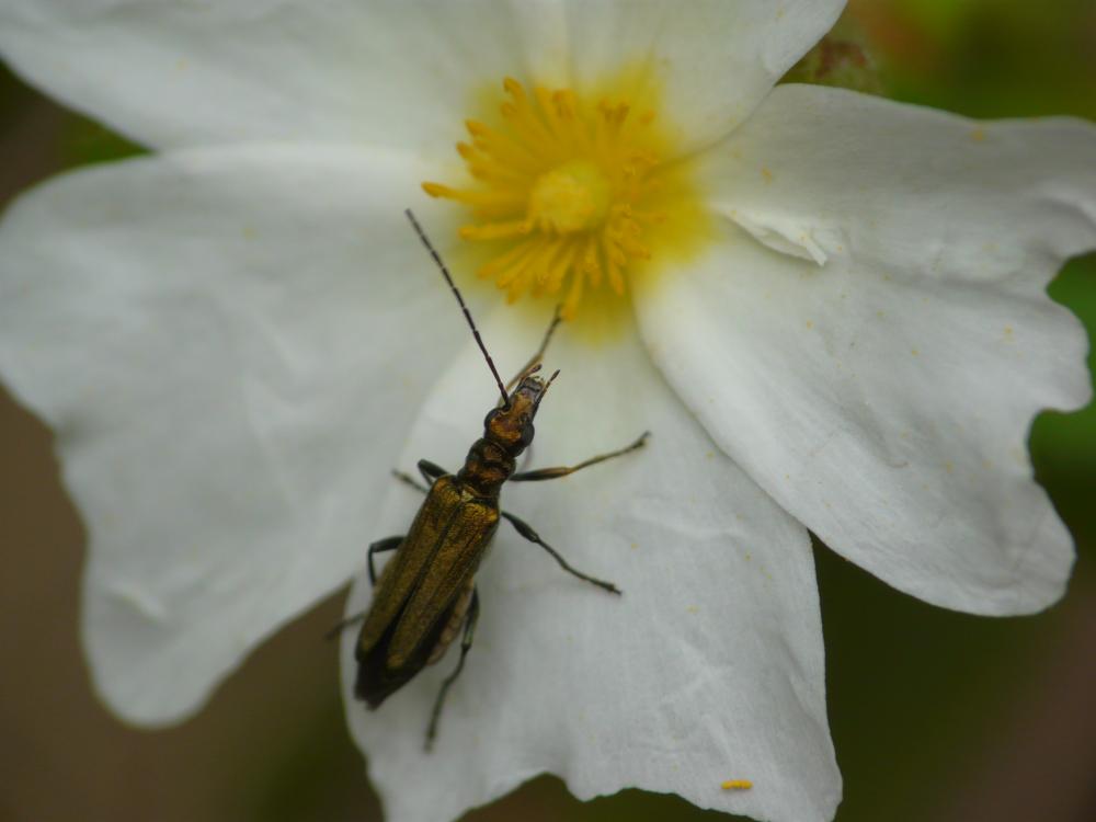  Oedemera barbara (Fabricius, 1792)