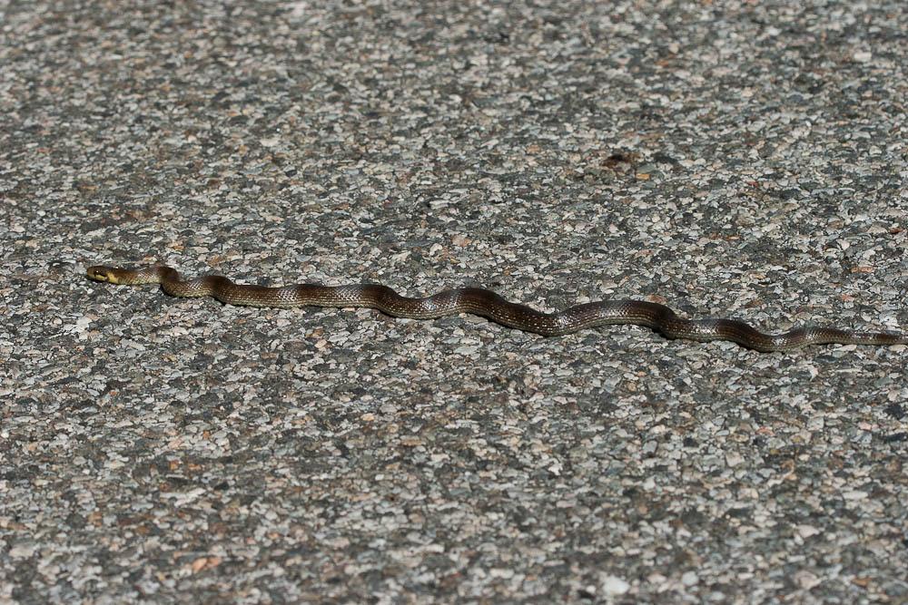 Couleuvre d'Esculape Zamenis longissimus (Laurenti, 1768)