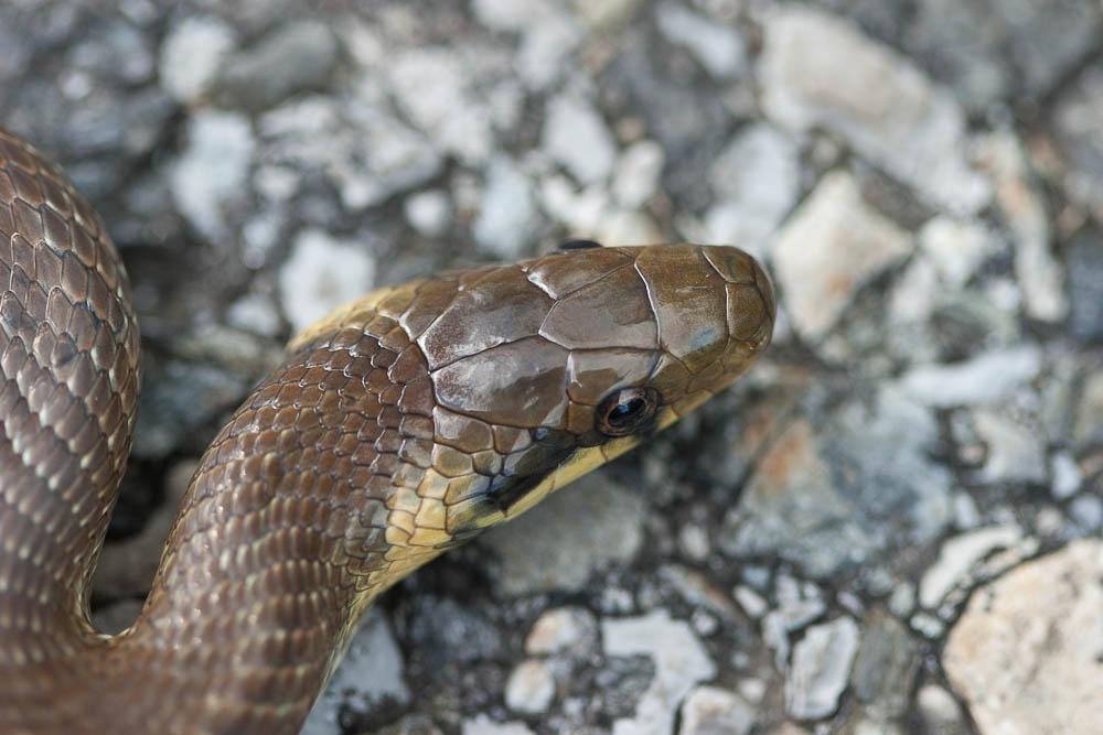 Couleuvre d'Esculape Zamenis longissimus (Laurenti, 1768)