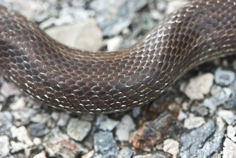 Couleuvre d'Esculape Zamenis longissimus (Laurenti, 1768)