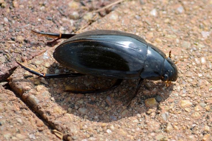 Grand hydrophile Hydrophilus piceus (Linnaeus, 1758)