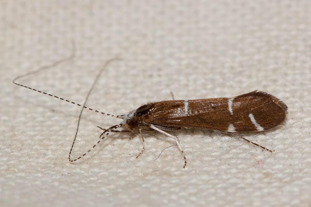 Athripsodes albifrons (Linnaeus, 1758)
