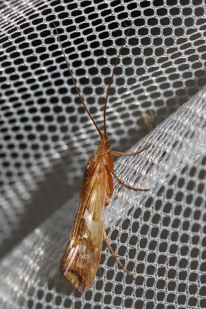 Limnephilus lunatus Curtis, 1834