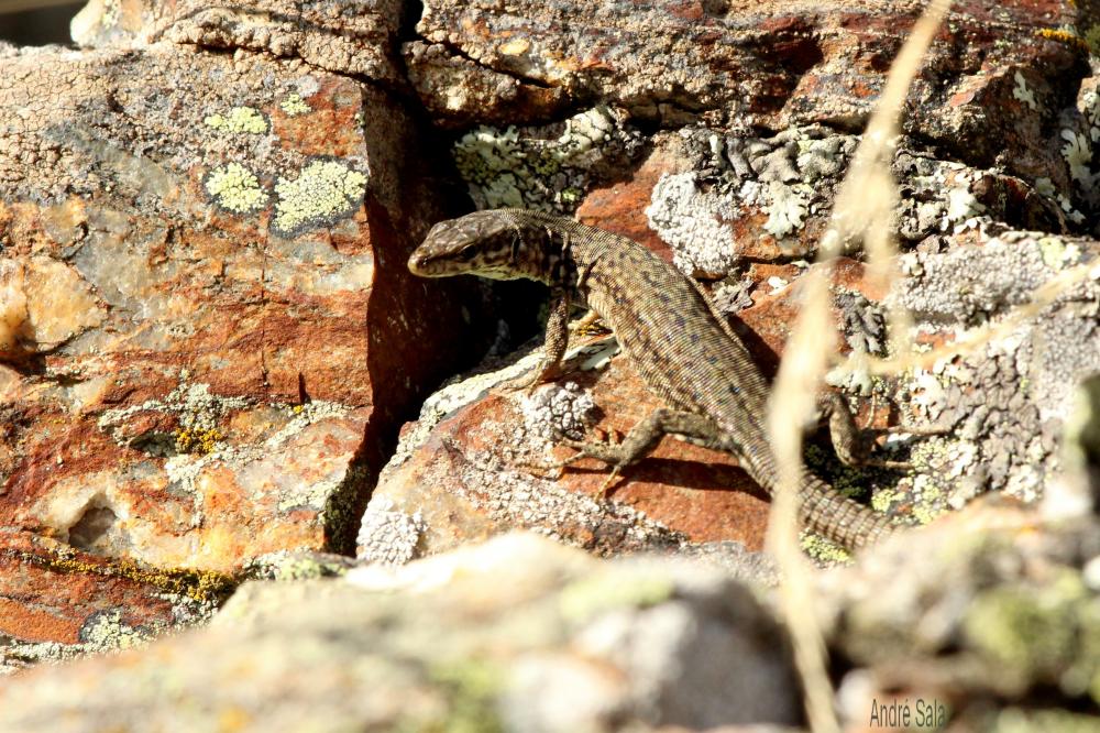 Lézard catalan Podarcis liolepis (Boulenger, 1905)