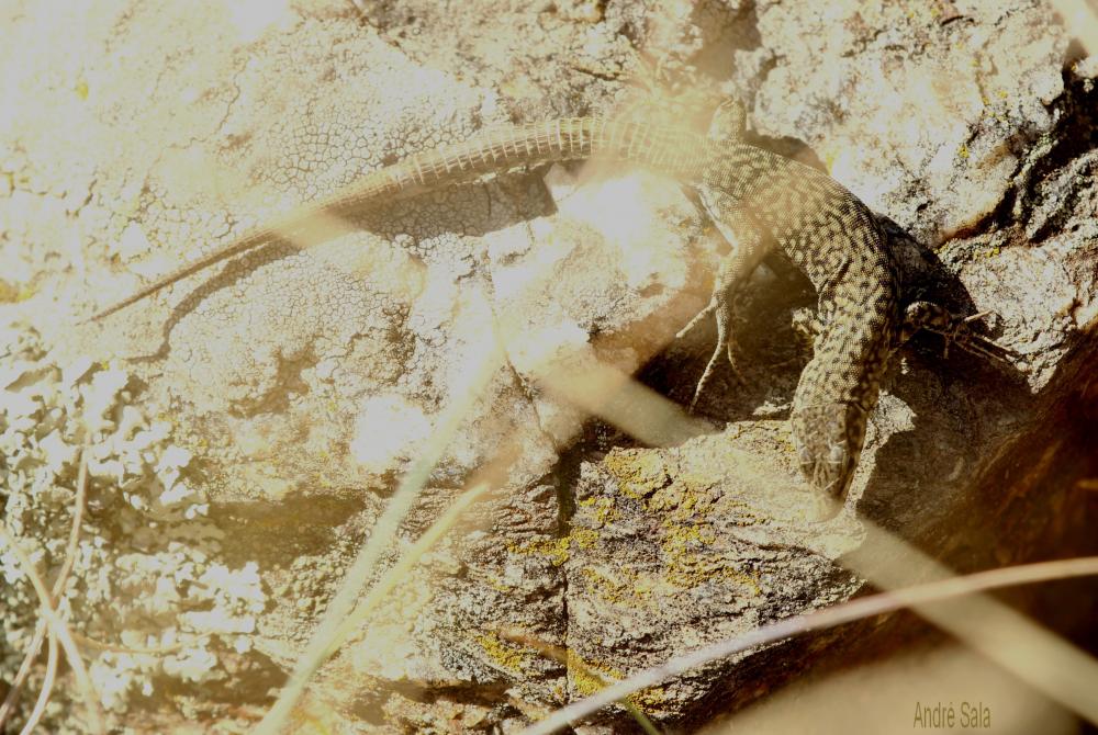 Lézard catalan Podarcis liolepis (Boulenger, 1905)