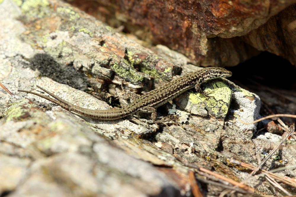Lézard catalan Podarcis liolepis (Boulenger, 1905)