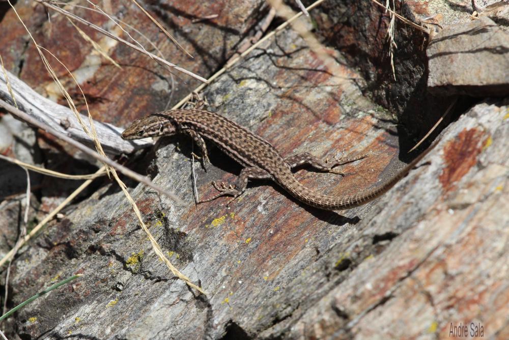 Lézard catalan Podarcis liolepis (Boulenger, 1905)