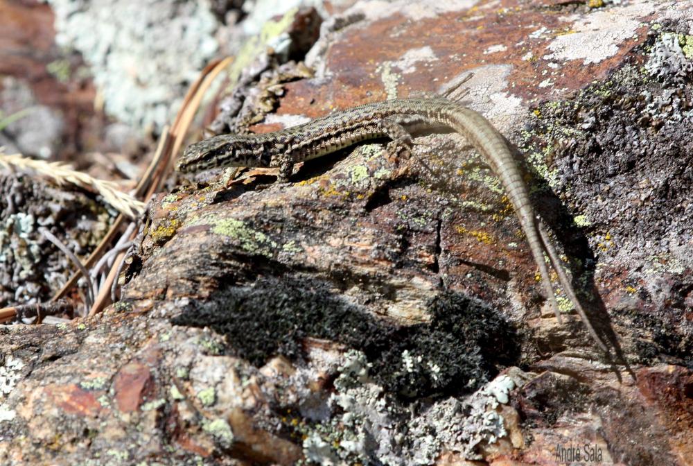 Lézard catalan Podarcis liolepis (Boulenger, 1905)