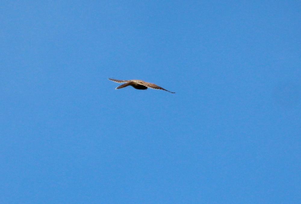 Faucon crécerelle Falco tinnunculus Linnaeus, 1758