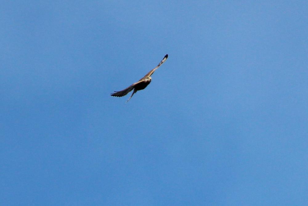 Faucon crécerelle Falco tinnunculus Linnaeus, 1758