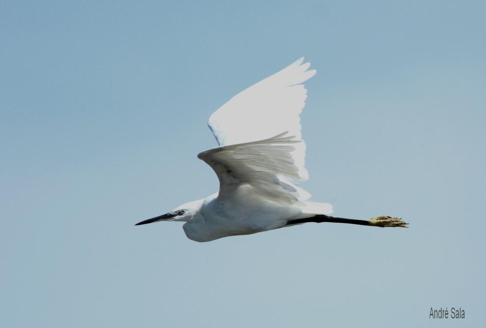 Aigrette garzette Egretta garzetta (Linnaeus, 1766)
