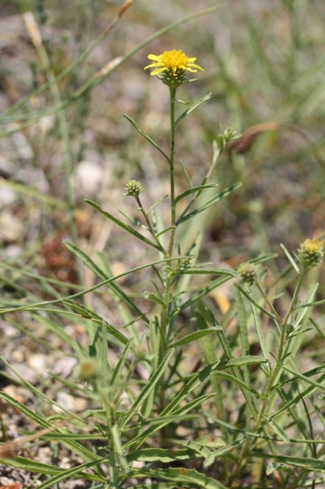 Jasonie Jasonia tuberosa (L.) DC., 1836