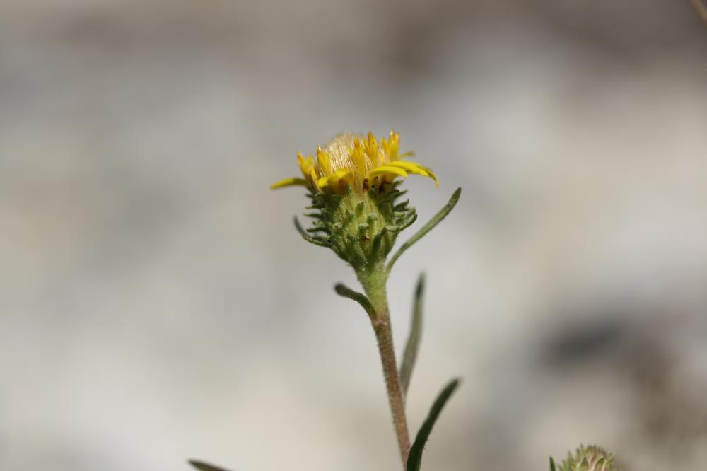 Jasonie Jasonia tuberosa (L.) DC., 1836