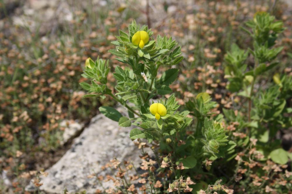 Bugrane pubescent, Bugrane pubescente Ononis pubescens L., 1771