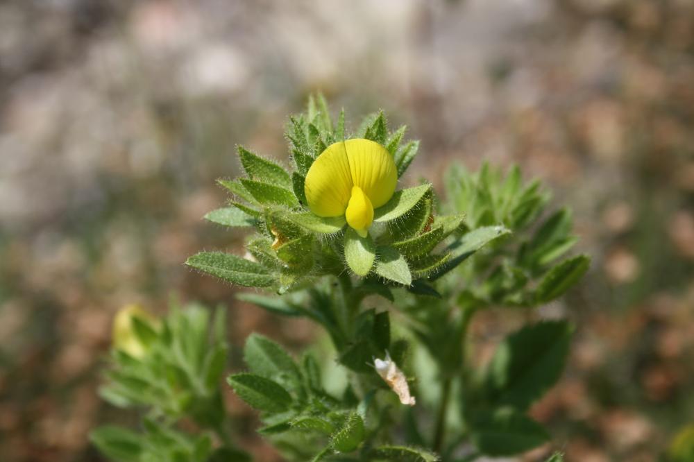 Bugrane pubescent, Bugrane pubescente Ononis pubescens L., 1771