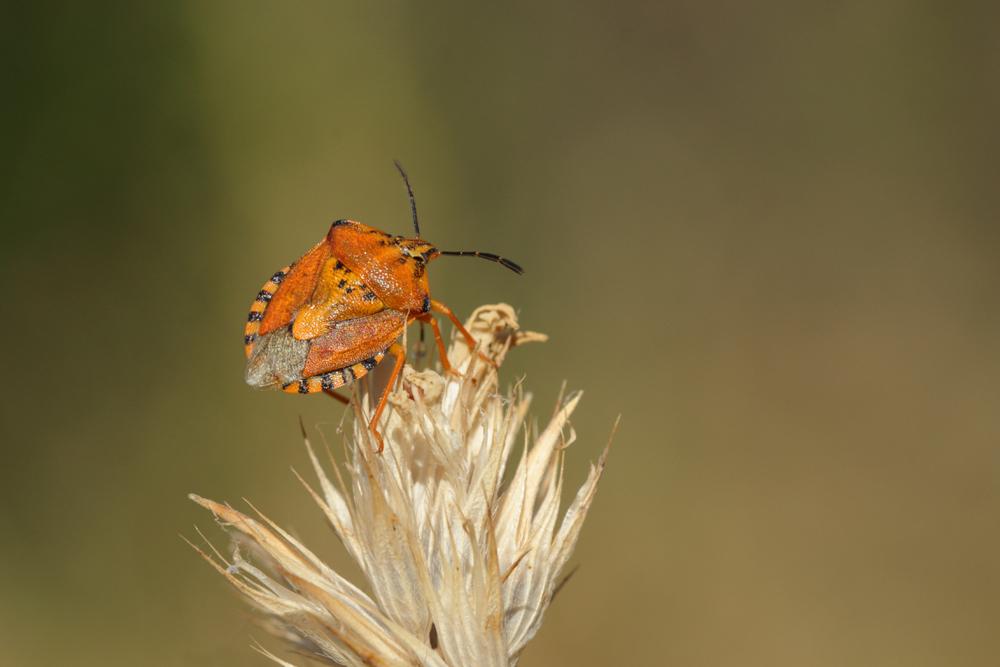 Carpocoris pudicus (Poda, 1761)