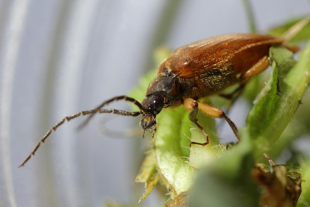 Cebrio gigas (Fabricius, 1787)