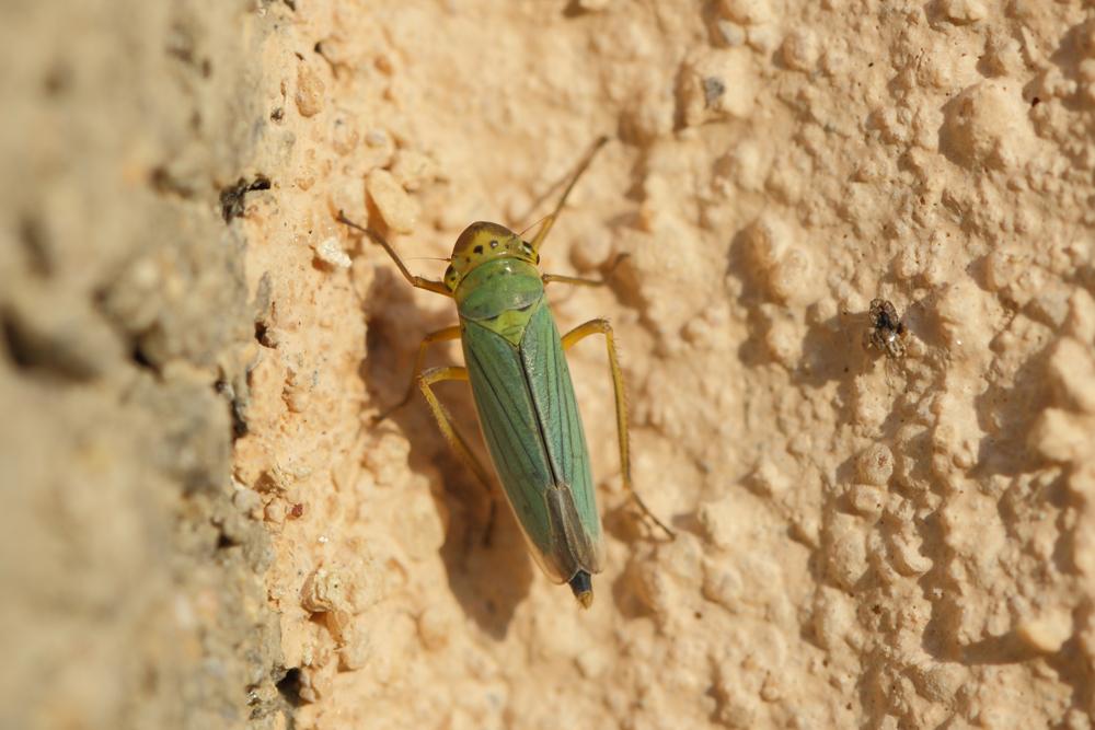 Cicadelle verte Cicadella viridis (Linnaeus, 1758)
