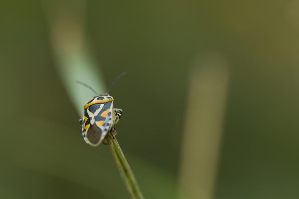 Eurydema ornata (Linnaeus, 1758)