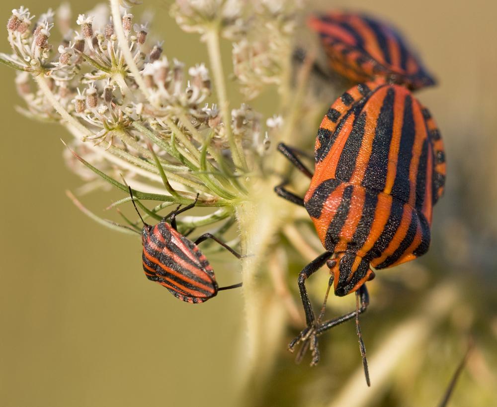 Punaise arlequin Graphosoma italicum (O.F. Müller, 1766)