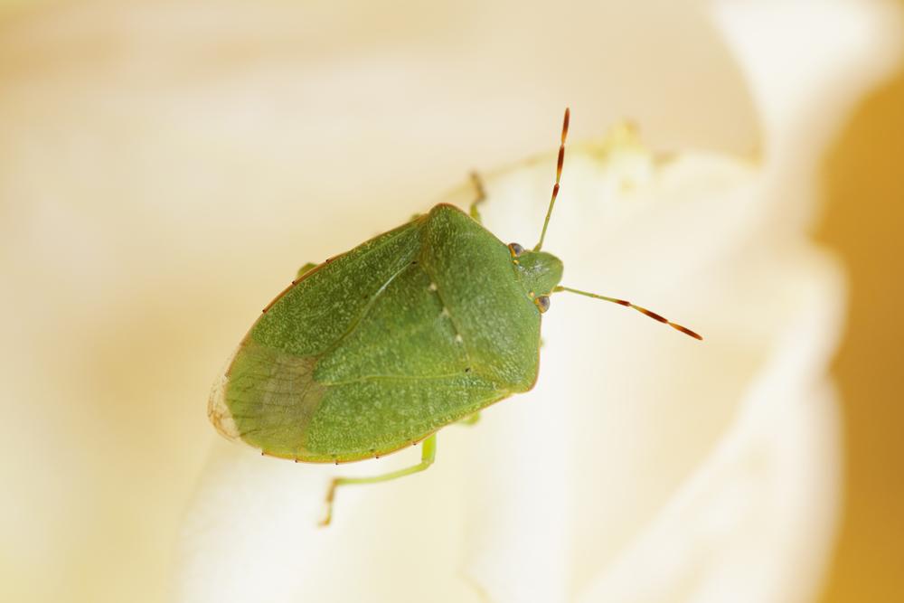 Punaise verte ponctuée Nezara viridula (Linnaeus, 1758)