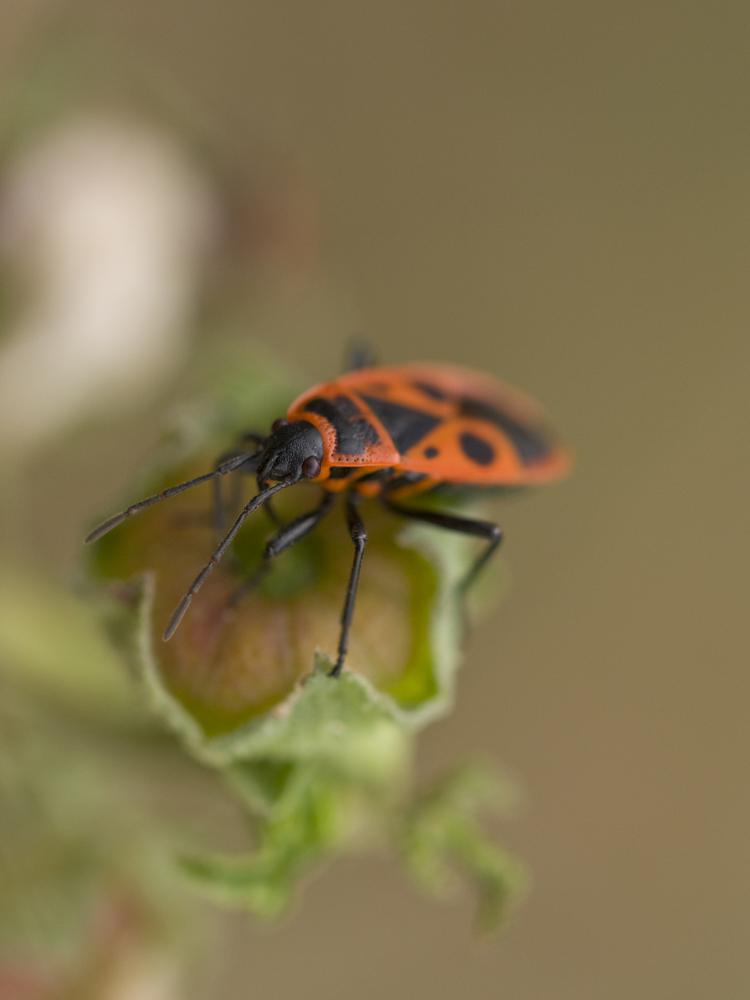 Gendarme, Pyrrhocore, Soldat, Suisse Pyrrhocoris apterus (Linnaeus, 1758)