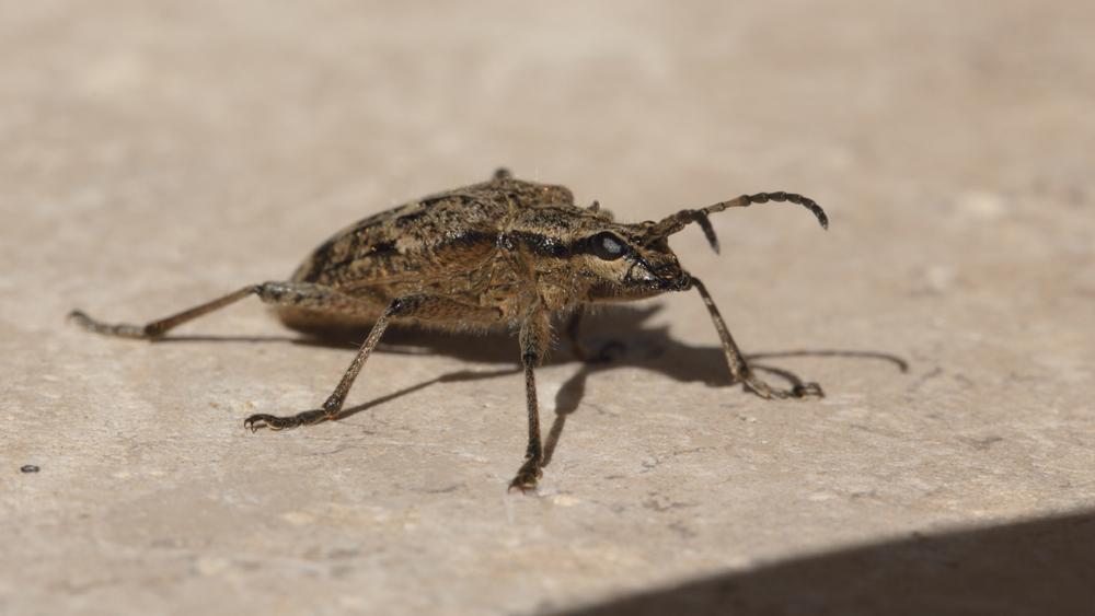 Rhagie inquisitrice Rhagium inquisitor (Linnaeus, 1758)