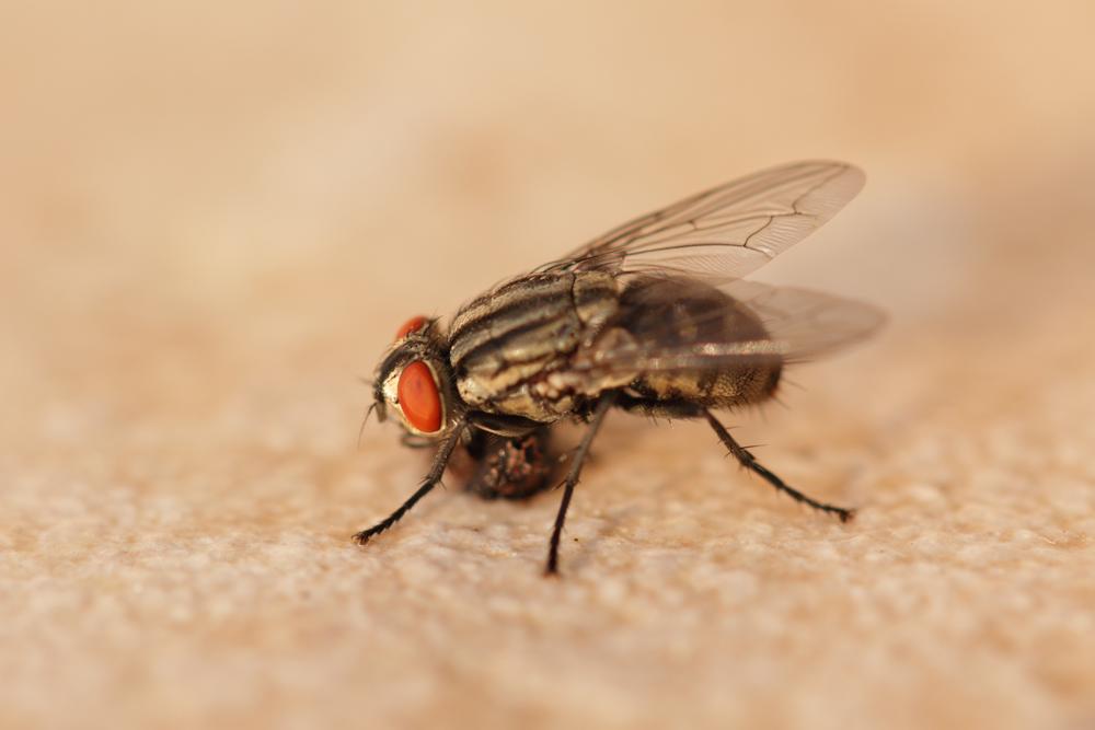 Mouche à damier, Mouche grise de la viande Sarcophaga carnaria (Linnaeus, 1758)