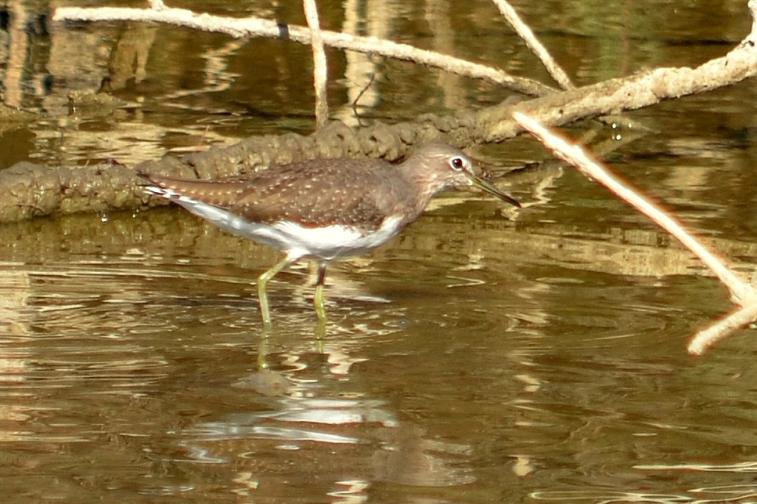 Chevalier culblanc Tringa ochropus Linnaeus, 1758