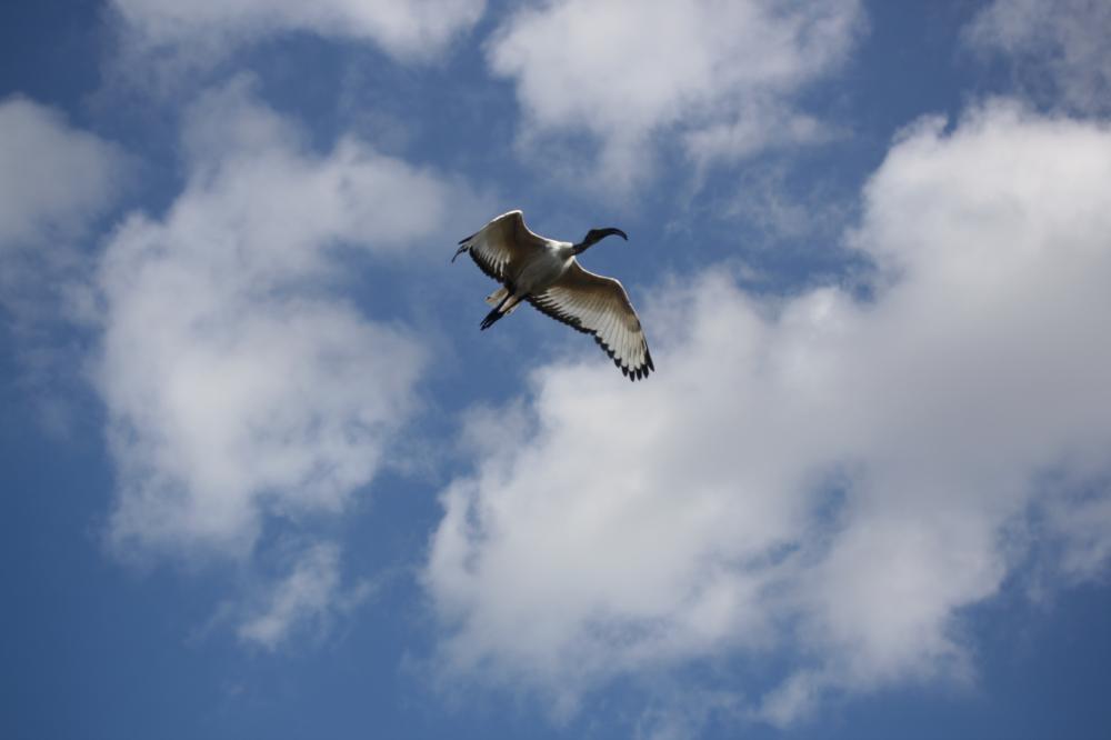 Ibis sacré Threskiornis aethiopicus (Latham, 1790)