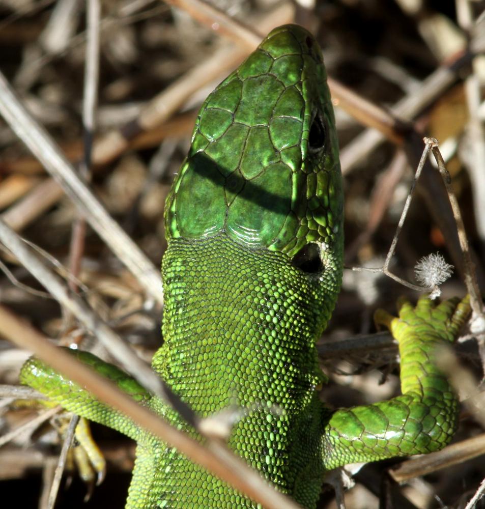 Lézard vert Lacerta bilineata Daudin, 1802