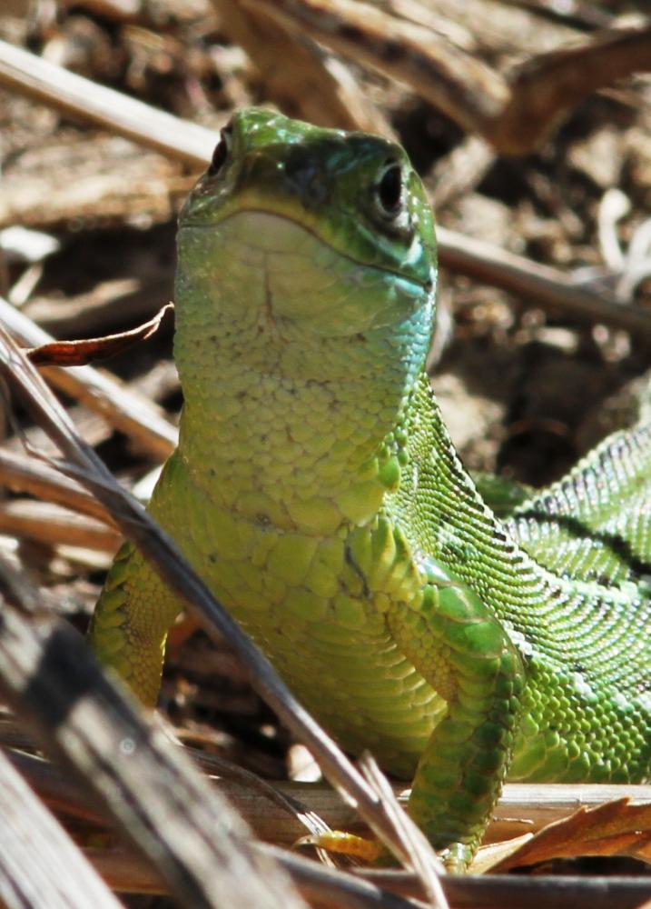 Lézard vert Lacerta bilineata Daudin, 1802