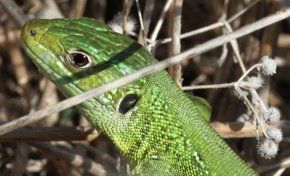 Lézard vert Lacerta bilineata Daudin, 1802