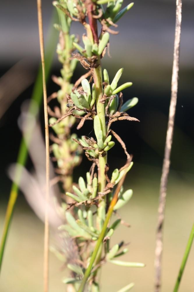 Inule de la Méditerranée Limbarda crithmoides subsp. longifolia (Arcang.) Greuter, 2003