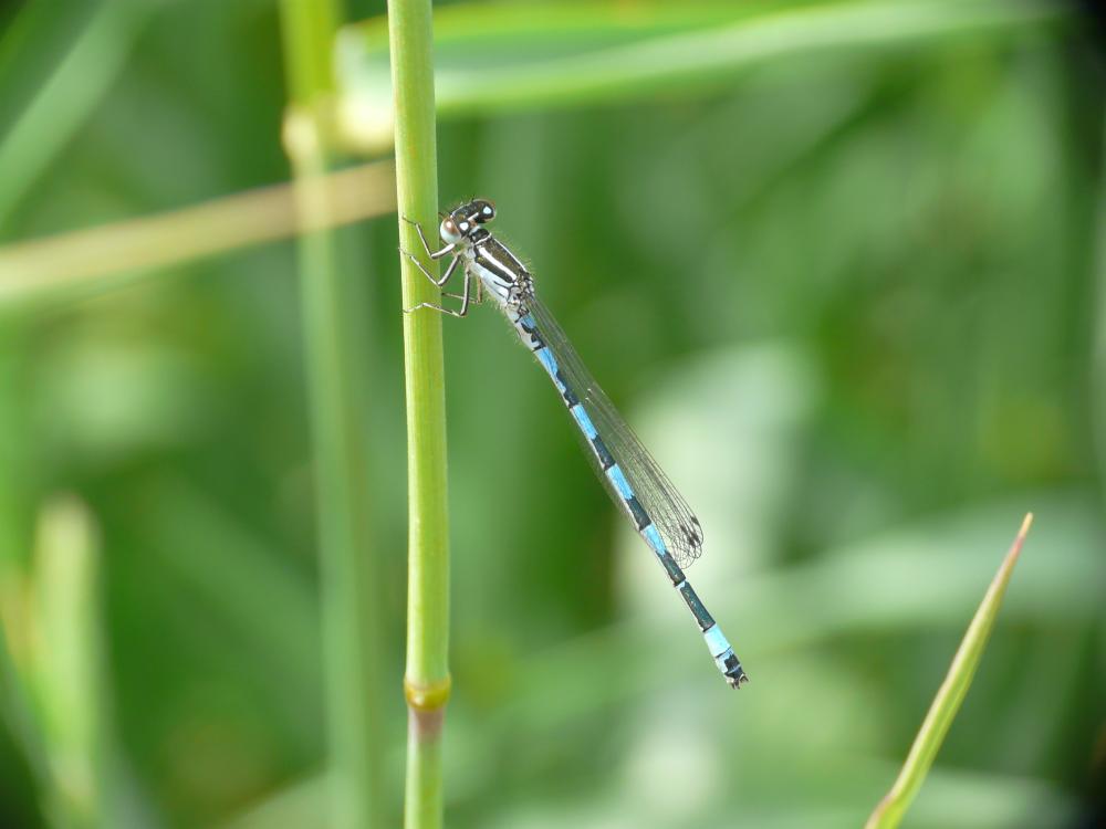 Agrion de Mercure Coenagrion mercuriale (Charpentier, 1840)