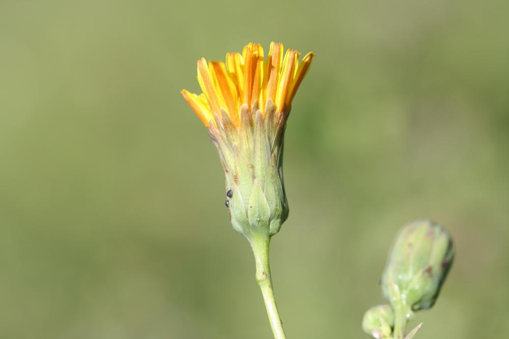 Laiteron maritime Sonchus maritimus L., 1759