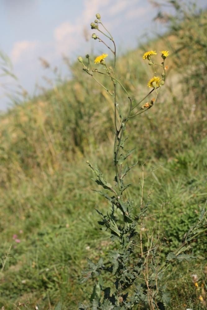 Laiteron des champs Sonchus arvensis L., 1753