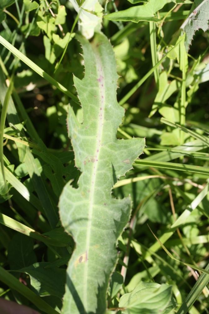 Laiteron des champs Sonchus arvensis L., 1753