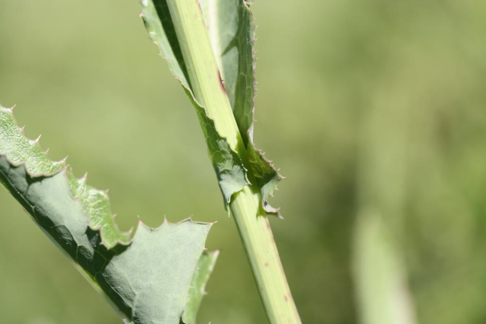 Laiteron des champs Sonchus arvensis L., 1753