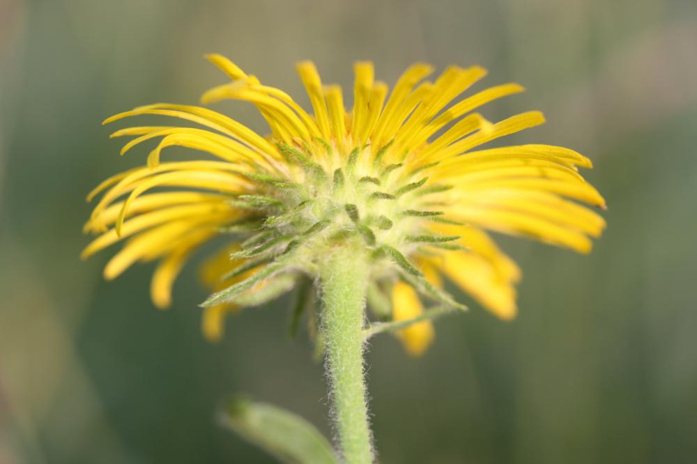 Inule des fleuves, Inule d'Angleterre, Inule brita Inula britannica L., 1753