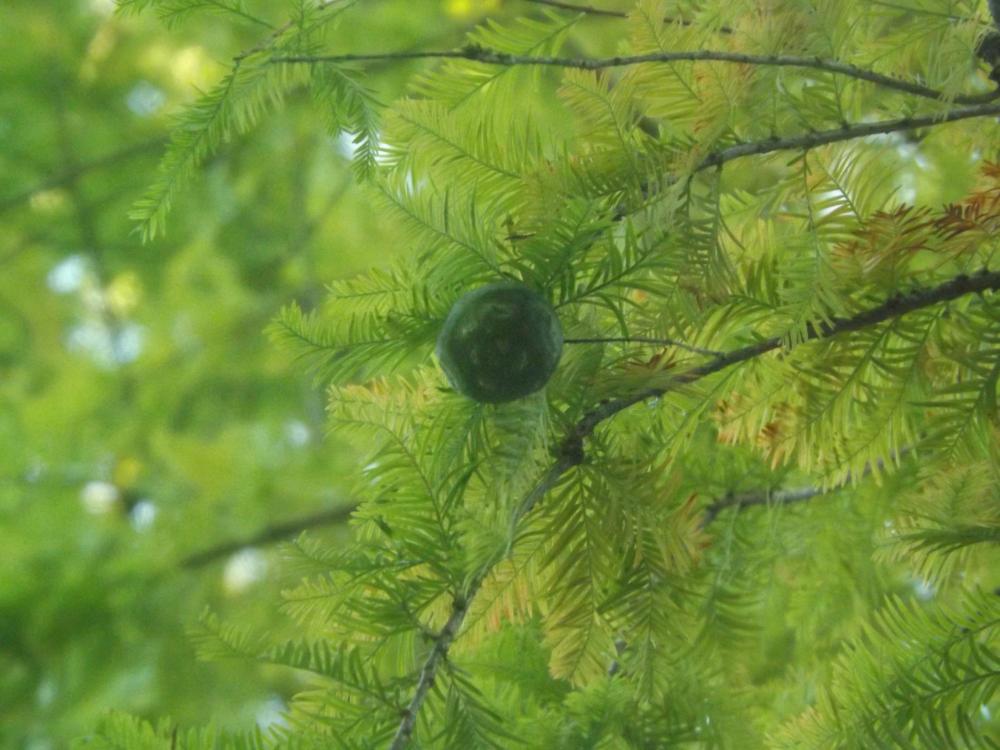 Cyprès chauve Taxodium distichum (L.) Rich., 1810