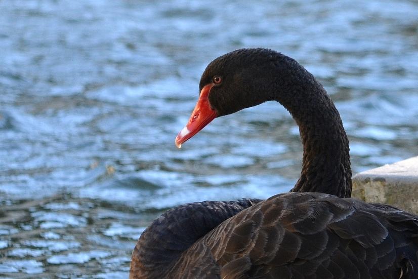 Cygne noir Cygnus atratus (Latham, 1790)
