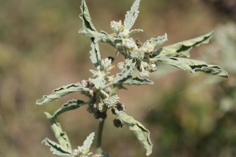 Tournesol des teinturiers Chrozophora tinctoria (L.) A.Juss., 1824