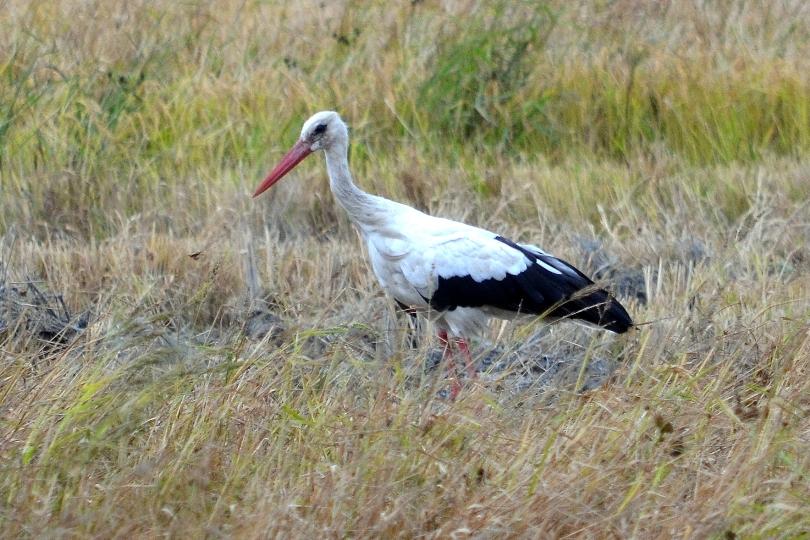Cigogne blanche Ciconia ciconia (Linnaeus, 1758)