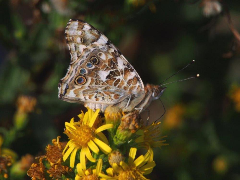 Vanesse des Chardons (La), Belle-Dame (La), Vaness Vanessa cardui (Linnaeus, 1758)