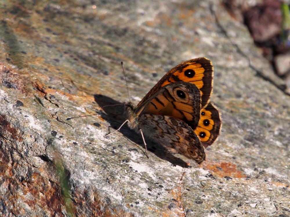 La Mégère (La), Satyre (Le) Lasiommata megera (Linnaeus, 1767)