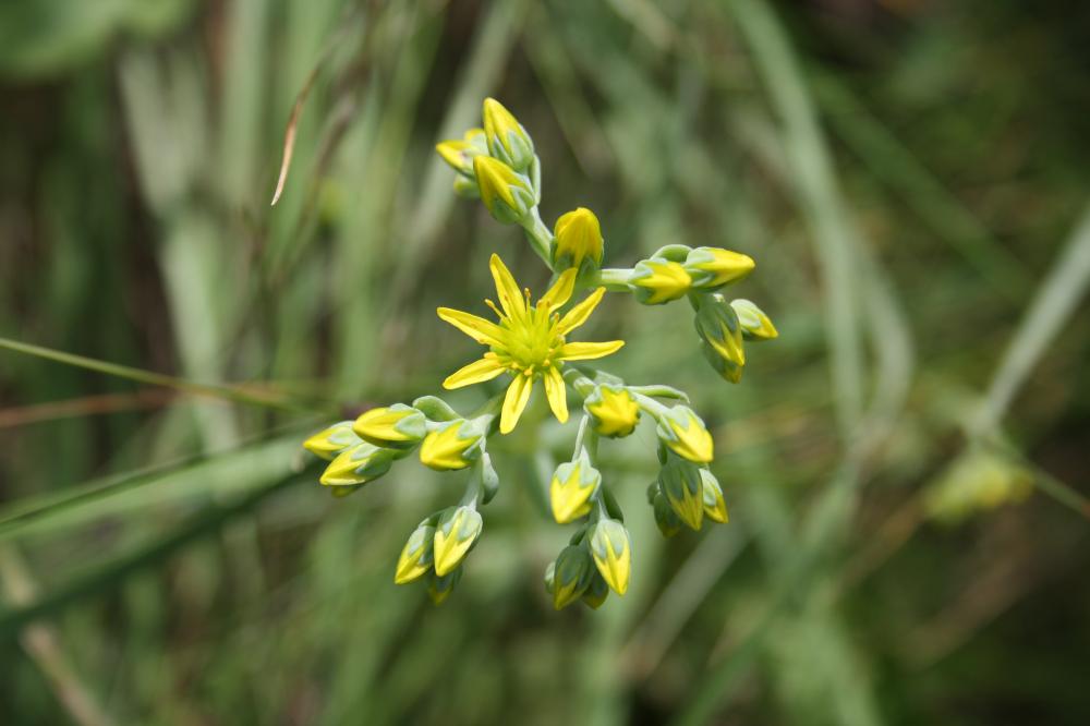 Orpin réfléchi, Orpin des rochers Sedum rupestre L., 1753