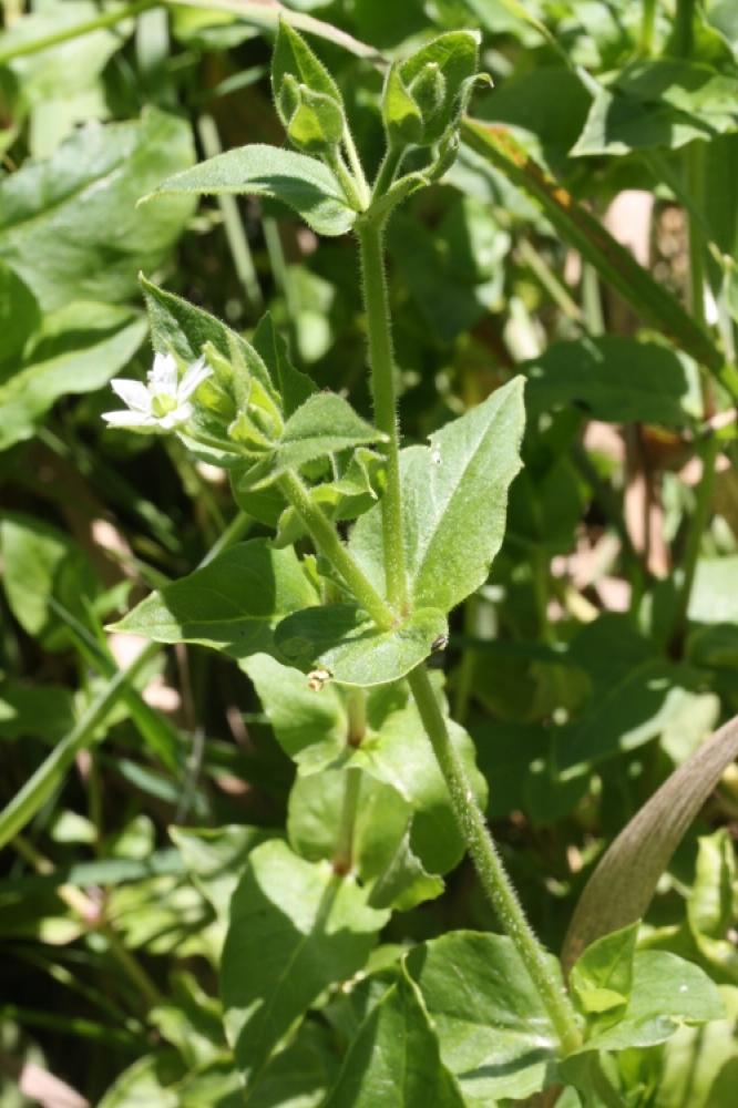 Stellaire aquatique, Céraiste d'eau Myosoton aquaticum (L.) Moench, 1794