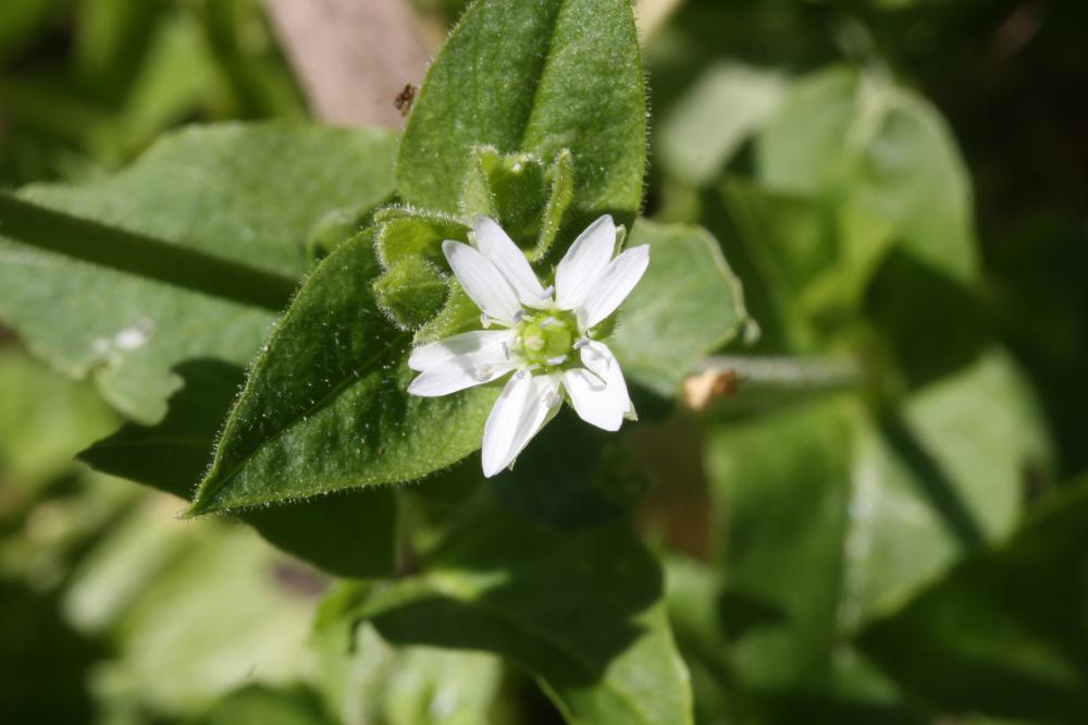 Stellaire aquatique, Céraiste d'eau Myosoton aquaticum (L.) Moench, 1794